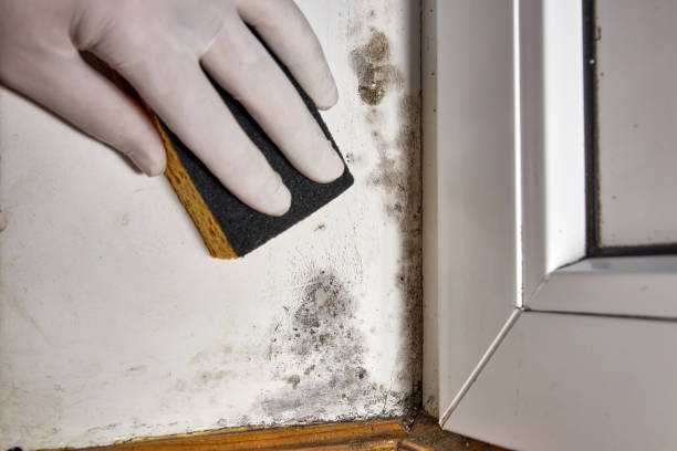 Best Real Estate Mold Inspection  in Fox Chase, PA